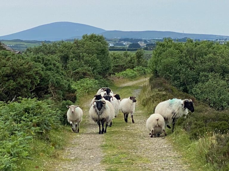 Sheep on route